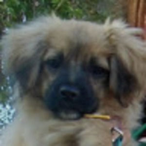 Meet your Posher, Benjamin